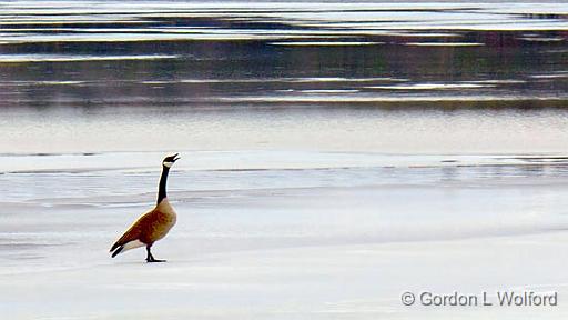 Goose Call_06849.jpg - Canada Goose (Branta canadensis) photographed at Christie Lake, Ontario, Canada.